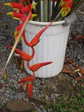 Starr-090617-1016-plant-Heliconia sp-possibly colgantea or nutans with rostrata flowers-Haiku (9211500945).jpg