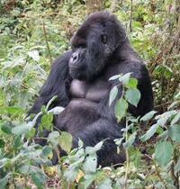 Photograph of a large male gorilla