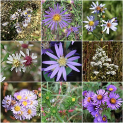 Collage image of nine Symphyotrichum species: S. carnerosanum (light purple rays with yellow centers), S. chilense (long bright purple rays with yellow centers), S. adnatum (short light purple rays with brownish-yellow centers), S. lateriflorum (very short white rays with yellow and bright pink centers), S. concolor (bright purple rays with pale yellow centers), S. ericoides (short white rays with yellow centers), S. defoliatum (medium-length bright light purple rays with bright yellow centers), S. ciliatum (no rays with bright yellow centers and many green bracts surrounding the flower heads), and S. novae-angliae (very bright and strong purple rays with yellow centers)