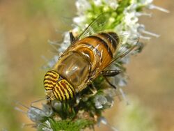 Syrphidae - Eristalinus taeniops-002.jpg