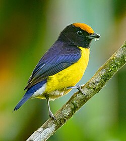 Tawny-capped Euphonia perched.jpg