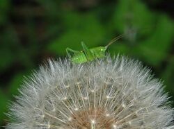 Tettigoniidae - Tettigonia sp.-2.-2.JPG