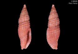 Thala pembaensis (MNHN-IM-2000-24584).jpeg