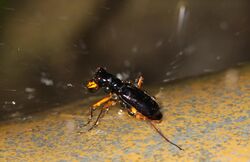 Therates labiatus (F 1801) "taking a shower".jpg