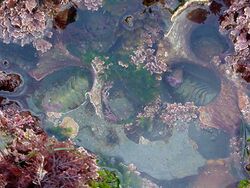 Tidepools Small.jpg