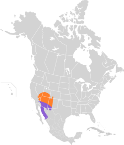 Toxostoma bendirei map.svg