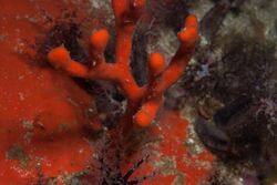 Tree sponge1692.jpg