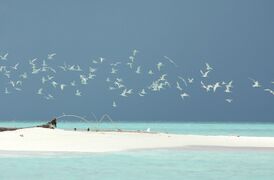 Tubbataha Reefs Natural Park-112047.jpg