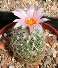 Turbinicarpus knuthianus.jpg