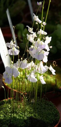 Utricularia livida2.jpg