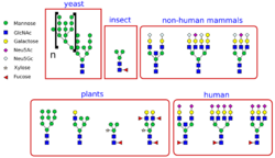 Variety of glycans.svg