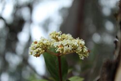 Viburnum triphyllum.jpg