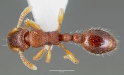 Vollenhovia emeryi casent0003196 dorsal 1.jpg