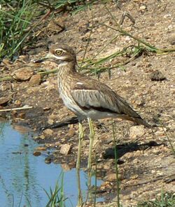 Waterdikkop-crop2.jpg