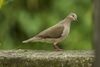 White-tipped Dove - Panama H8O8470.jpg