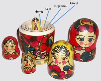 David Sloan Wilson compared multilevel selection to a nested set of Russian dolls