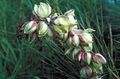 Yucca harrimaniae subsp. neomexicana fh 1180.76 COL B.jpg