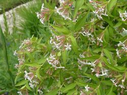 Zabelia triflora - Flickr - peganum.jpg