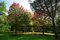 'Acer rubrum' "October Glory" Beale Arboretum - West Lodge Park - Hadley Wood - Enfield London.jpg