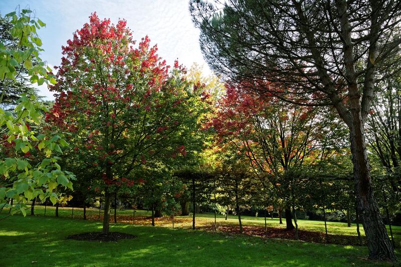 File:'Acer rubrum' "October Glory" Beale Arboretum - West Lodge Park - Hadley Wood - Enfield London.jpg