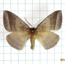 兩色帶蛾-灰帶蛾 Apona fuliginosa Kishida, 1993 (15640902572).jpg