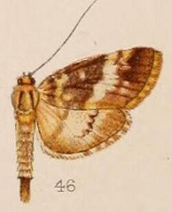 46-Lygropia shevaroyalis Hampson 1908.JPG