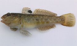 A large neogobius melanostomus.jpg