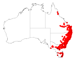 Acacia ulicifoliaDistMap920.png