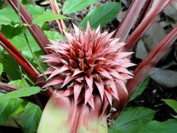 Aechmea tayoensis - Denver Botanic Gardens - DSC00914.JPG