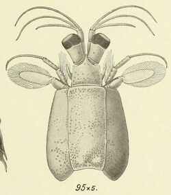 An account of the Crustacea Stomatopoda of the Indo-Pacific region based on the collection in the Indian Museum (6243837958) (Fig 95).jpg