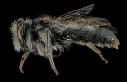 Andrena cuneilabris,M,Side, Humboldt Co,CA 2013-12-12-15.51.16 ZS PMax.jpg
