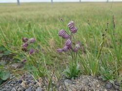 Apetalous Catchfly.jpg