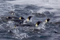 Aptenodytes forsteri -Antarctica -swimming-8.jpg