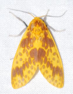 Arctiid Moth (Symphlebia neja) (38668505110).jpg