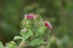 Arctium-nemorosum Blütenstand 011.jpg