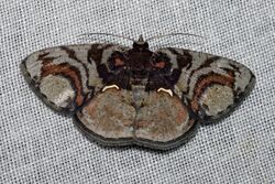 Astygisa circularia (Geometridae Ennominae Caberini).jpg