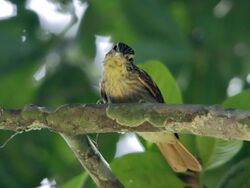 Automolus subulatus - Striped woodhunter; Xapuri, Acre, Brazil.jpg