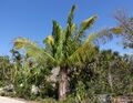 Beccariophoenix madagascariensis - Naples Botanical Garden - Naples, Florida - DSC09936.jpg