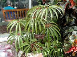 Begonia luxurians - United States Botanic Garden - DSC09531.JPG