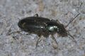 Bembidion rapidum P1600357a.jpg