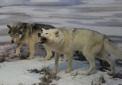 Beringian wolves diorama.jpg