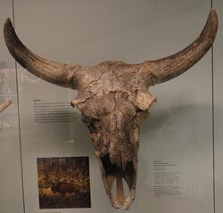 Bison schoetensacki skull.jpg