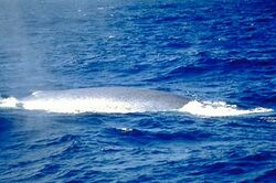 Photograph of the blue whale's small dorsal fin