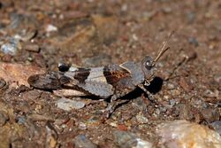 Blue-winged grasshopper (Oedipoda caerulescens) male.jpg