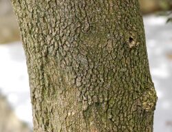 Boxwood Buxus sempervirens var. arborescens Bark 2597px.jpg