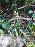 Bulbophyllum lizae à São Tomé (6).jpg