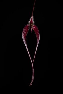 Bulbophyllum nasica 'Dark Vader' Schltr., Repert. Spec. Nov. Regni Veg. Beih. 1 777 (1913) (41604252400).jpg