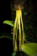 Bulbophyllum thiurum J.J.Verm. & P.O'Byrne, Gard. Bull. Singapore 57 136 (2005) (48405630967).jpg