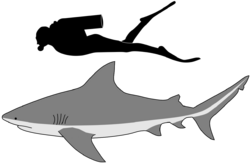Bull shark size.svg