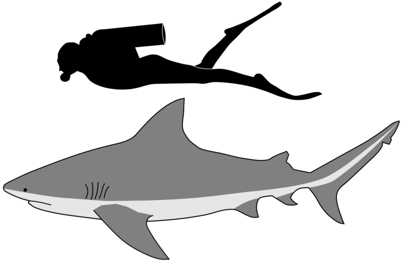 File:Bull shark size.svg